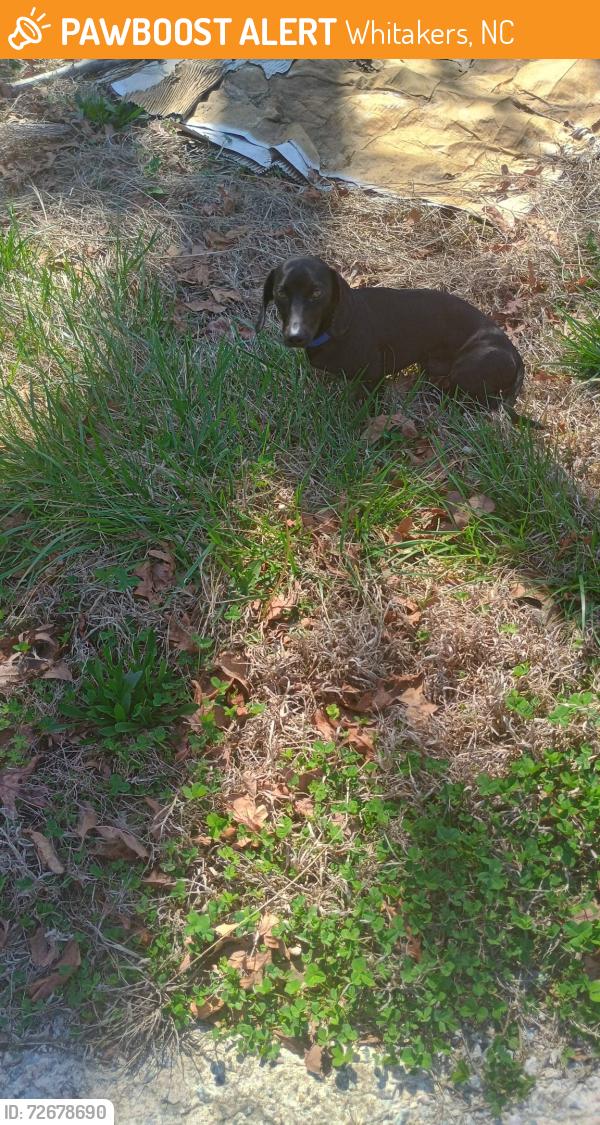 Rehomed Male Dog last seen Wells Road, Whitakers NC, Whitakers, NC 27891