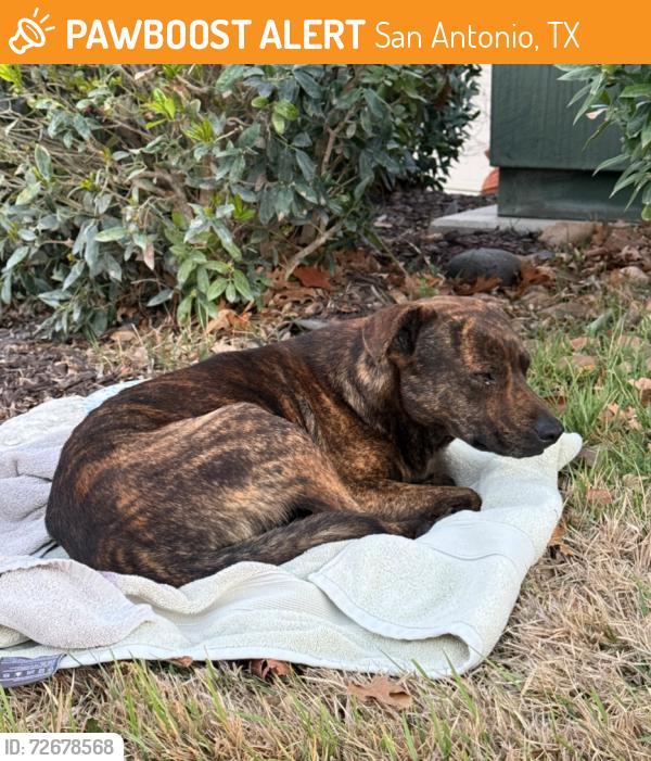 Found/Stray Male Dog last seen Kyle Seale Parkway and Sonoma Ridge, San Antonio, TX 78255