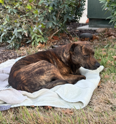 Found/Stray Male Dog last seen Kyle Seale Parkway and Sonoma Ridge, San Antonio, TX 78255