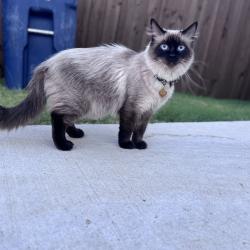 Lost Female Cat last seen Wellington community , Haslet, TX 76052