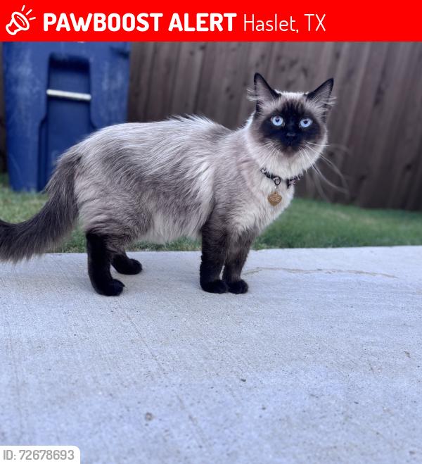 Lost Female Cat last seen Wellington community , Haslet, TX 76052