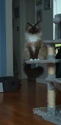 Lost Female Cat last seen Near willowick , Willowick, OH 44095