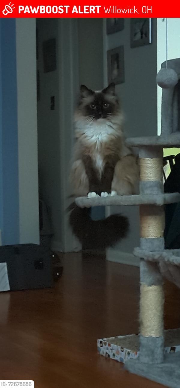 Lost Female Cat last seen Near willowick , Willowick, OH 44095