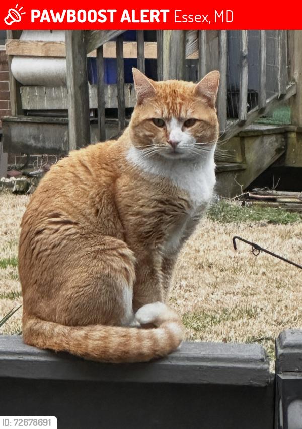 Lost Male Cat last seen Marine Oaks Drive, Essex, MD 21221