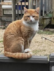 Lost Male Cat last seen Marine Oaks Drive, Essex, MD 21221