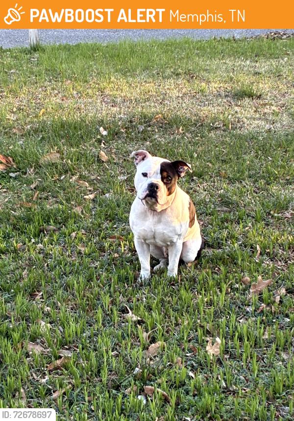 Found/Stray Male Dog last seen Raleigh library , Memphis, TN 38128
