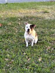 Found/Stray Male Dog last seen Raleigh library , Memphis, TN 38128