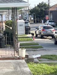 Found/Stray Unknown Dog last seen Clouet and Vilere, New Orleans, LA 70117