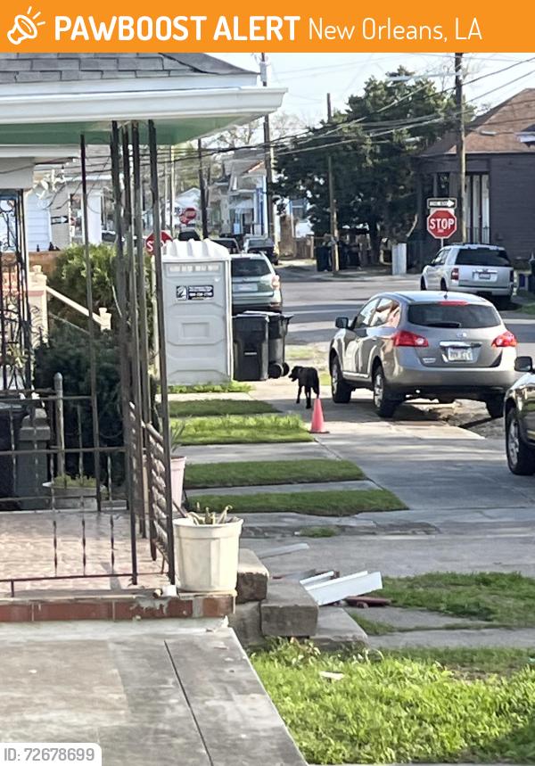 Found/Stray Unknown Dog last seen Clouet and Vilere, New Orleans, LA 70117