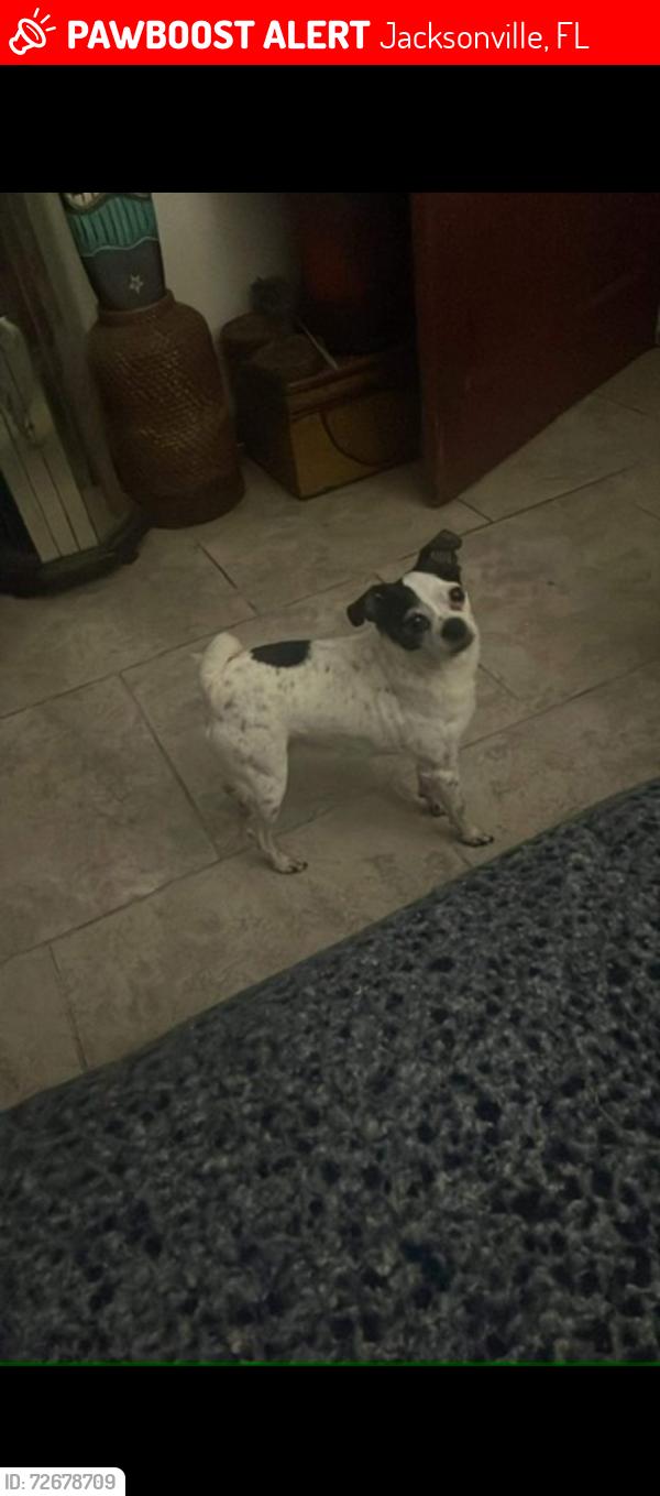 Lost Male Dog last seen Acme/ India street, Jacksonville, FL 32211