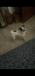 Lost Male Dog last seen Acme/ India street, Jacksonville, FL 32211