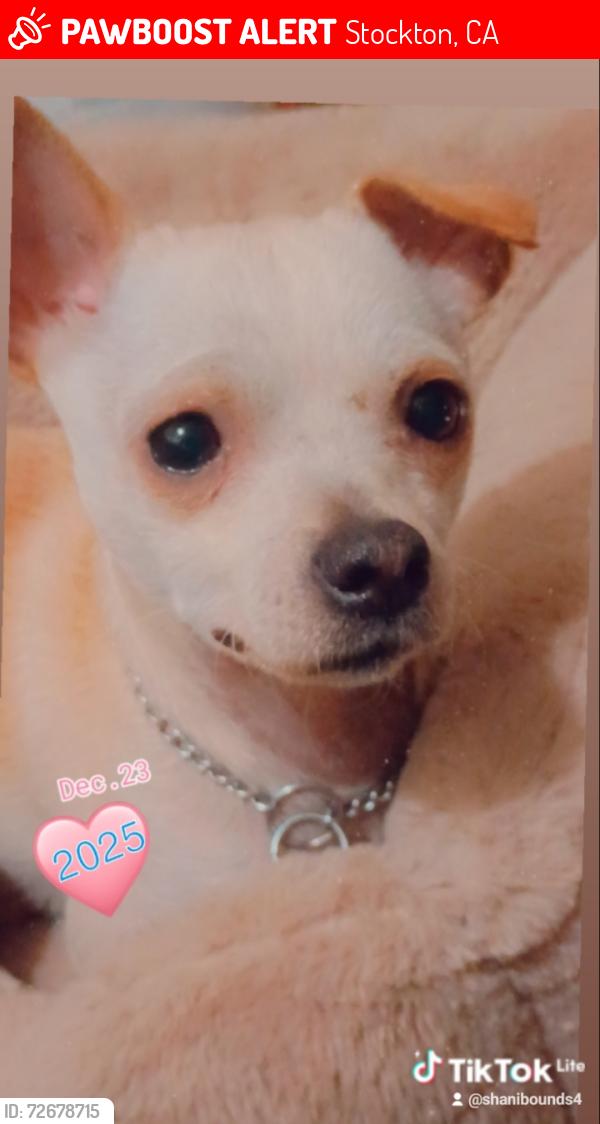 Lost Male Dog last seen E Taylor street {East side Stockton), Stockton, CA 95205