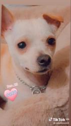 Lost Male Dog last seen E Taylor street {East side Stockton), Stockton, CA 95205