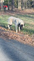 Found/Stray Male Dog last seen Country club ests, Greer, SC 29651