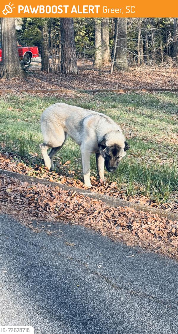 Found/Stray Male Dog last seen Country club ests, Greer, SC 29651