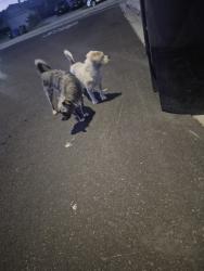 Found/Stray Unknown Dog last seen Marshall st, San Bernardino, CA 92405