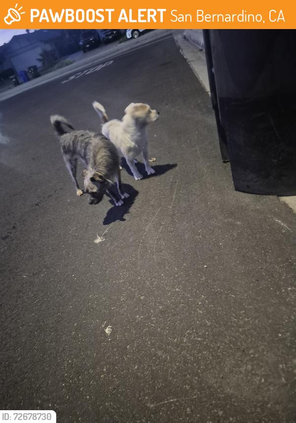 Found/Stray Unknown Dog last seen Marshall st, San Bernardino, CA 92405