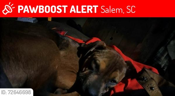 Lost Male Dog last seen Clearcut Dr. Salem S.C. 29676, Crestwood Dr. Salem S.C. 29676, Salem, SC 29676
