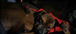 Lost Male Dog last seen Clearcut Dr. Salem S.C. 29676, Crestwood Dr. Salem S.C. 29676, Salem, SC 29676