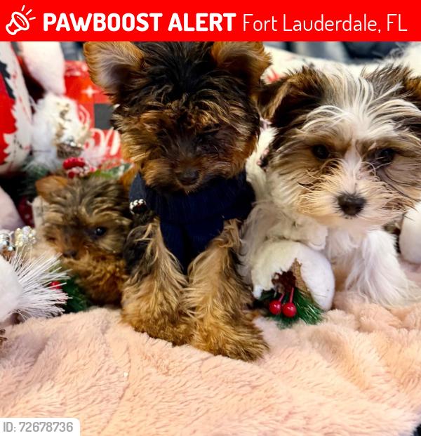 Lost Female Dog last seen Near SW 28th St, Fort Lauderdale, FL 33315, Fort Lauderdale, FL 33315