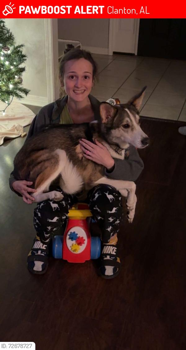 Lost Male Dog last seen CR-633, Clanton, AL 35045