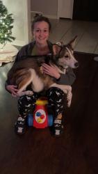 Lost Male Dog last seen CR-633, Clanton, AL 35045