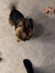 Found/Stray Male Dog last seen Near and Southpoint Trace, Durham, NC 27713