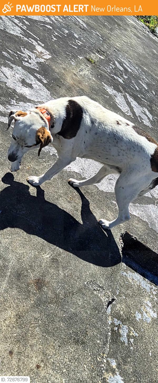Found/Stray Unknown Dog last seen Coveview and dwyer, New Orleans, LA 70126