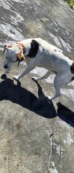 Found/Stray Unknown Dog last seen Coveview and dwyer, New Orleans, LA 70126