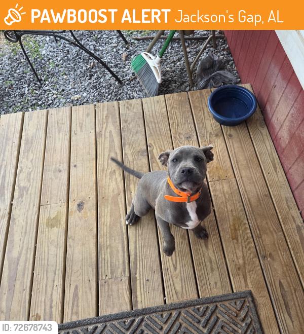 Found/Stray Male Dog last seen Near Lakeview Heights, Jackson's Gap, AL 36861