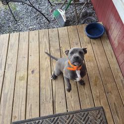 Found/Stray Male Dog last seen Near Lakeview Heights, Jackson's Gap, AL 36861