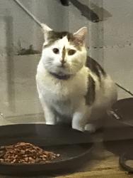 Found/Stray Unknown Cat last seen Grigsby Chapel/West Fox Chase, Knoxville, TN 37934
