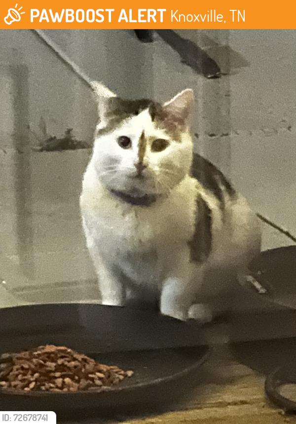 Found/Stray Unknown Cat last seen Grigsby Chapel/West Fox Chase, Knoxville, TN 37934