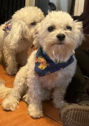 Lost Male Dog last seen Near rd and roma av, Phoenix, AZ 85017