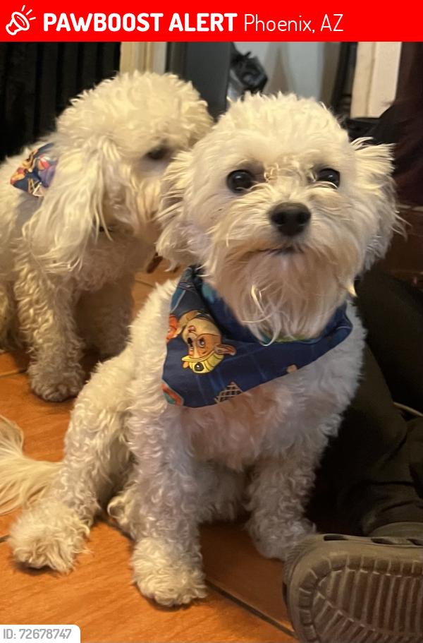 Lost Male Dog last seen Near rd and roma av, Phoenix, AZ 85017