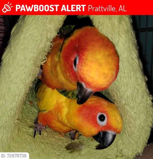 Lost Male Bird last seen county road 114 prattville alabama, Prattville, AL 36067