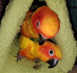 Lost Male Bird last seen county road 114 prattville alabama, Prattville, AL 36067