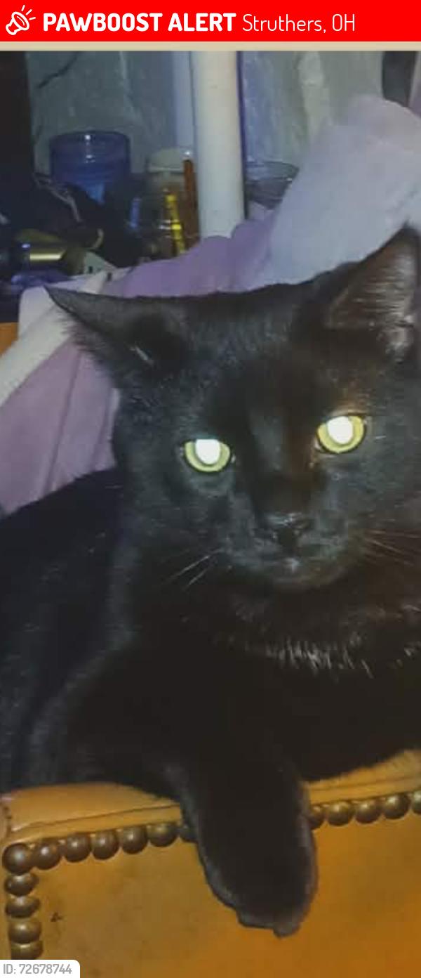 Lost Male Cat last seen Youngstown Poland rd, Struthers, OH 44471