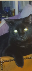 Lost Male Cat last seen Youngstown Poland rd, Struthers, OH 44471