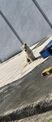 Found/Stray Unknown Dog last seen Coveview and dwyer, New Orleans, LA 70126