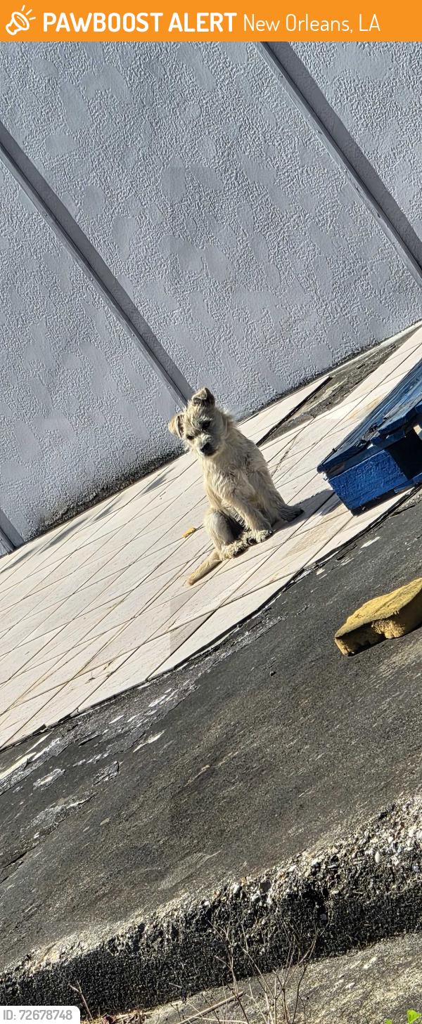 Found/Stray Unknown Dog last seen Coveview and dwyer, New Orleans, LA 70126