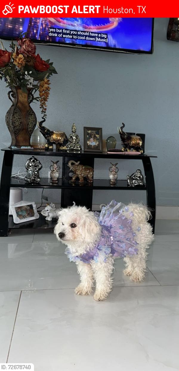 Lost Female Dog last seen Marte luter king y belfor 77033, Houston, TX 77033