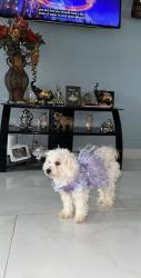 Lost Female Dog last seen Marte luter king y belfor 77033, Houston, TX 77033