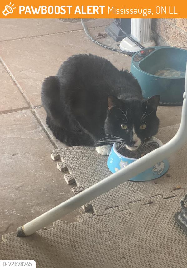 Found/Stray Unknown Cat last seen Erin Mills and Dundas, Mississauga, ON L5L