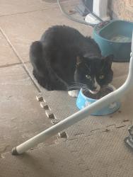 Found/Stray Unknown Cat last seen Erin Mills and Dundas, Mississauga, ON L5L