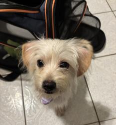 Found/Stray Female Dog last seen Near McDonald’s and gas station, Edinburg, TX 78539
