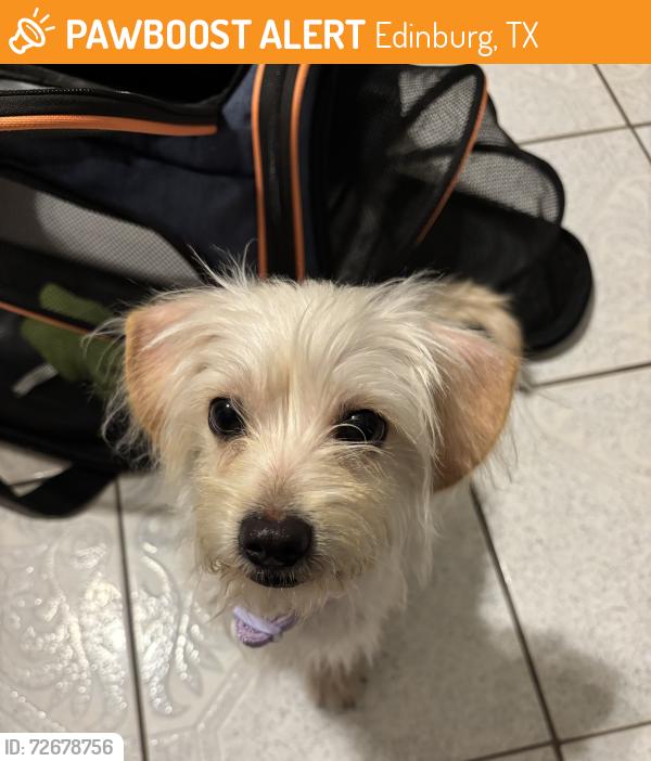 Found/Stray Female Dog last seen Near McDonald’s and gas station, Edinburg, TX 78539