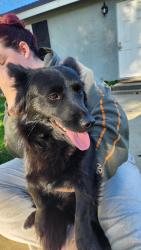 Found/Stray Female Dog last seen Avenue J and 60th west, Lancaster, CA 93536