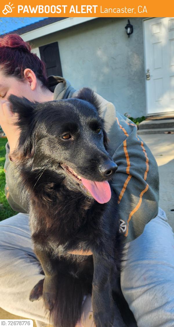 Found/Stray Female Dog last seen Avenue J and 60th west, Lancaster, CA 93536