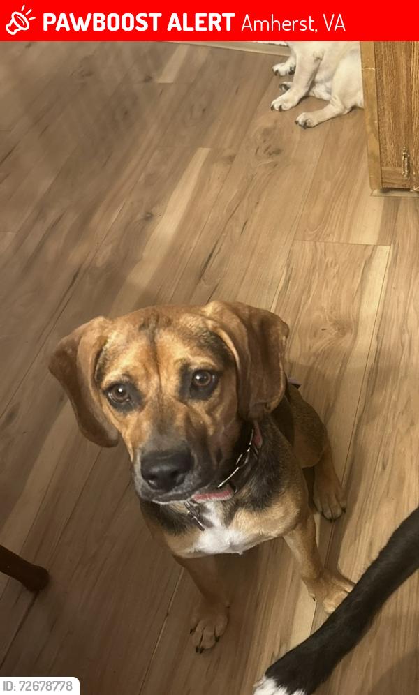 Lost Female Dog last seen Dump on Boxwood Farm , Amherst, VA 24521